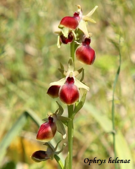 Orchidee dell''Epiro e del Peloponneso